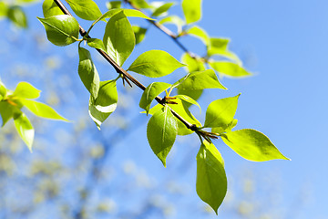 Image showing linden leaves, spring