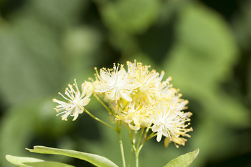 Image showing flowering linden trees