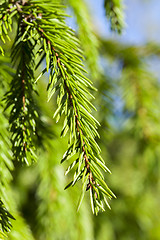 Image showing young branches of spruce