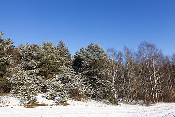 Image showing spruce in the snow, winter