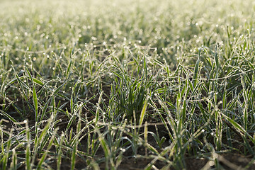 Image showing young grass plants, close-up