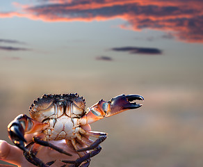 Image showing Caught crab in hand and sunset sky 