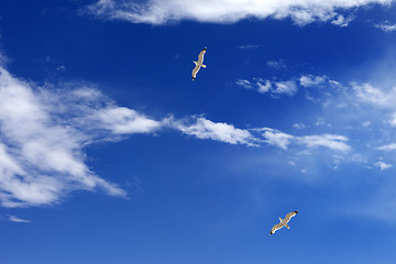 Image showing Two seagulls hover in blue sky with sunlight clouds