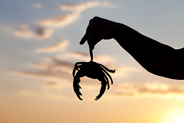 Image showing Silhouette of hand with caught crab and sunset sky