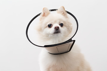 Image showing White pomeranian with plastic collar
