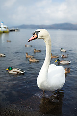 Image showing Swan and duck on the lake