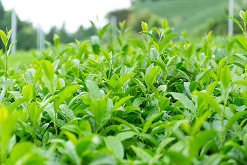 Image showing Green Tea plant