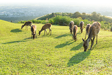 Image showing Cute Deer eating grass