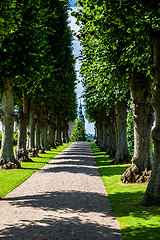 Image showing A beautiful summer green ale leading to Frederiksborg Palace in 