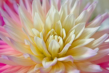 Image showing dahlia flower