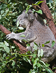 Image showing australian koala