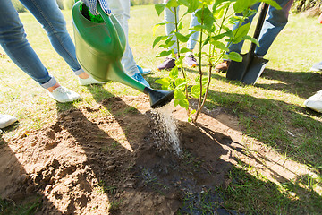 Image showing group of volunteers planting tree in park