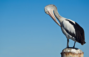 Image showing pelican postcard