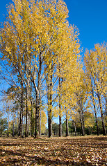 Image showing autumn fall tree leaves