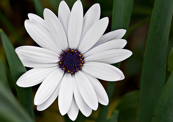 Image showing white daisy flower