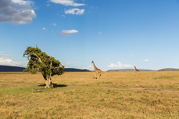 Image showing giraffes in savannah at africa