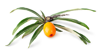 Image showing Seabuckthorn berry with leaves