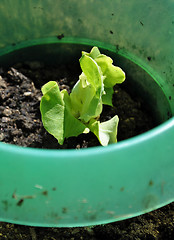 Image showing Young kohlrabi plant with slug protection in vegatable garden