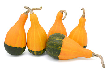 Image showing Group of five smooth-skinned, pear-shaped ornamental gourds