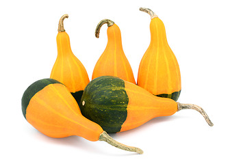 Image showing Five smooth, pear-shaped orange and green ornamental gourds