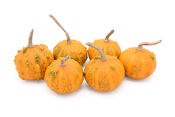 Image showing Group of six small round warty ornamental gourds