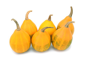 Image showing Six orange pear bicolor ornamental gourds with faded green marki