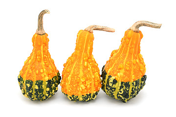 Image showing Three pear-shaped orange and green ornamental gourds 