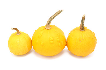 Image showing Three round orange ornamental gourds with warty lumps