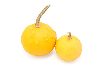 Image showing Large and small round orange ornamental gourds with warty lumps