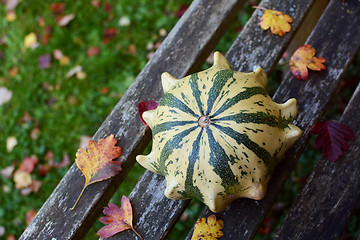 Image showing Striped Crown of Thorns ornamental gourd among fall leaves 