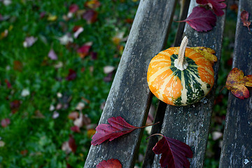 Image showing Orange and green disc-shaped ornamental gourd on wooden bench