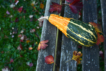 Image showing Long, warty orange and green ornamental gourd on weathered bench