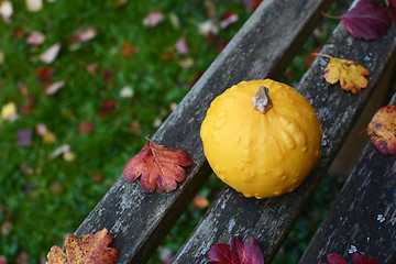 Image showing Warty yellow ornamental gourd on rustic wooden bench 