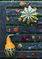 Image showing Crown of Thorns and pear-shaped gourd on weathered bench