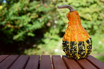 Image showing Warty orange and green ornamental gourd on wooden table