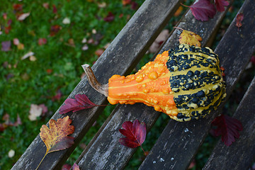 Image showing Bold orange and green warty ornamental gourd on bench 