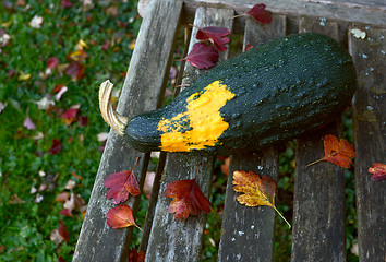 Image showing Large ornamental gourd on a bench littered with autumn leaves