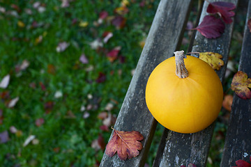 Image showing Yellow gourd on bench, above lawn covered with leaves