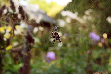 Image showing European garden spider sits on a tangled web