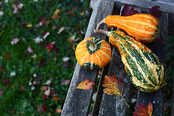 Image showing Three ornamental gourds among autumn leaves on wooden bench