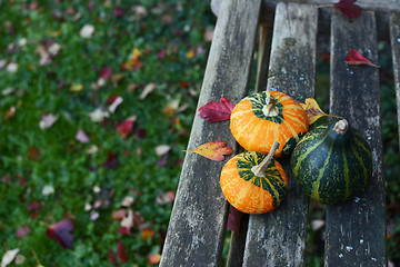 Image showing Three small ornamental gourds in an autumnal garden