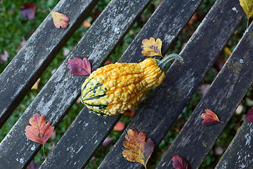 Image showing Warty-textured yellow and green gourd among autumn leaves