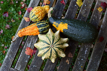 Image showing Ornamental gourds in different shapes and colours among autumn l