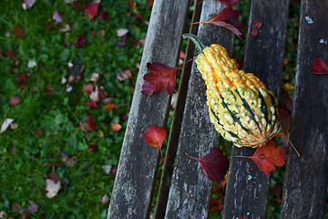 Image showing Warty-textured yellow and green ornamental gourd among red leave