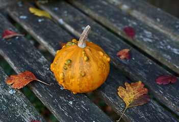 Image showing Small orange and green ornamental gourd on an old bench