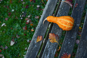 Image showing Orange pear-shaped ornamental gourd lies on rustic wooden bench