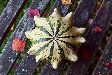 Image showing Crown of Thorns ornamental gourd on a weather-beaten bench