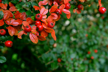Image showing Red cotoneaster berries on a patch of autumn leaves