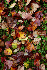 Image showing Red and yellow hawthorn leaves background