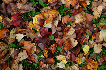 Image showing Abstract background of red and yellow hawthorn leaves 